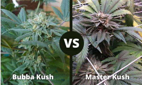 Bubba Kush vs Master Kush