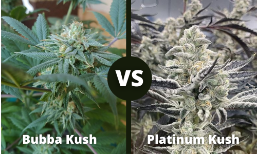 Bubba Kush vs Platinum Kush