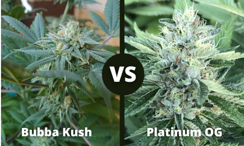Bubba Kush vs Platinum OG