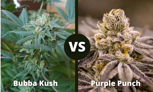 Bubba Kush vs Purple Punch