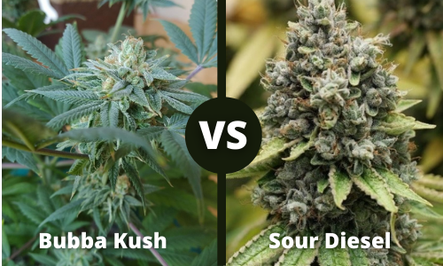 Bubba Kush vs Sour Diesel