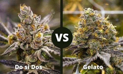 Do si Dos vs Gelato