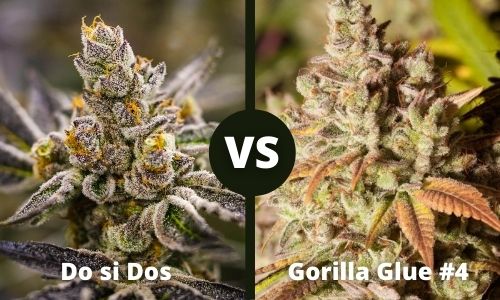 Do si Dos vs Gorilla Glue 4