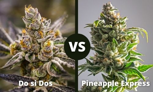 Do si Dos vs Pineapple