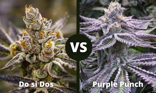 Do si Dos vs Purple Punch