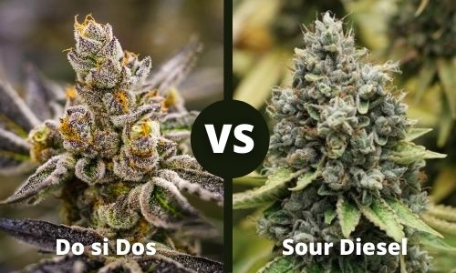 Do si Dos vs Sour Diesel