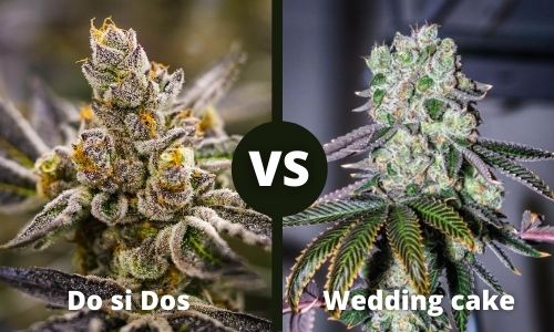 Do si Dos vs Wedding Cake