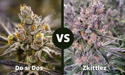 Do si Dos vs Zkittlez