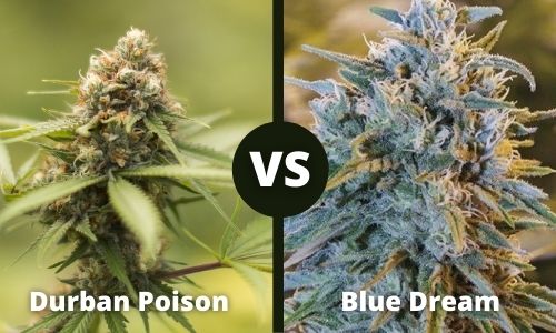 Durban Poison vs Blue Dream