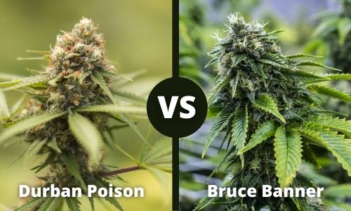 Durban Poison vs Bruce Banner