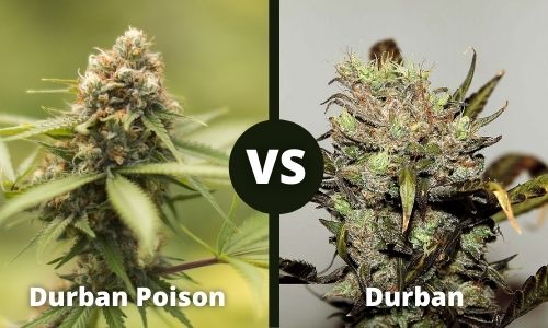 Durban Poison vs Durban