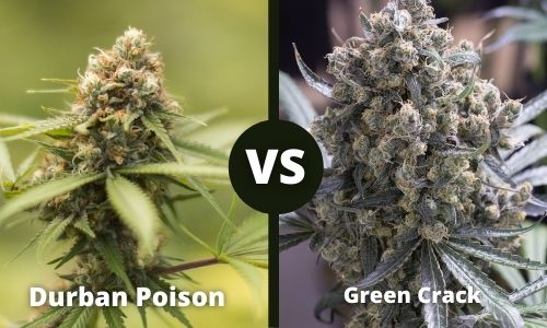 Durban Poison vs Green Crack