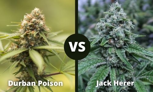 Durban Poison vs Jack Herer