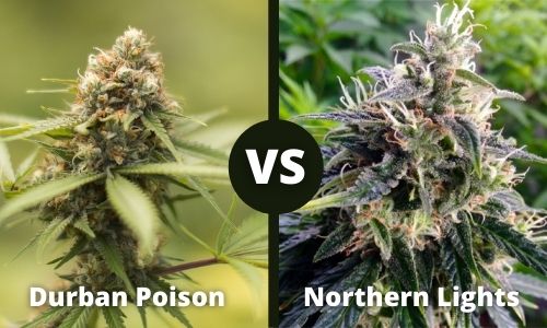 Durban Poison vs Northern Lights
