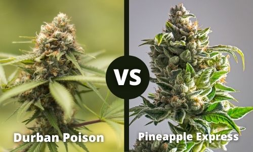 Durban Poison vs Pineapple