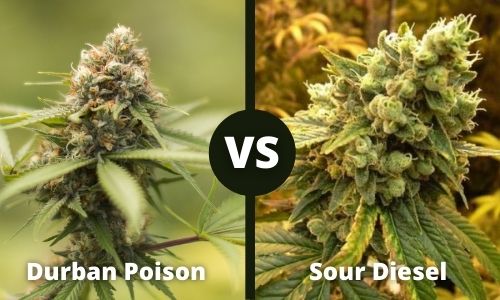 Durban Poison vs Sour Diesel