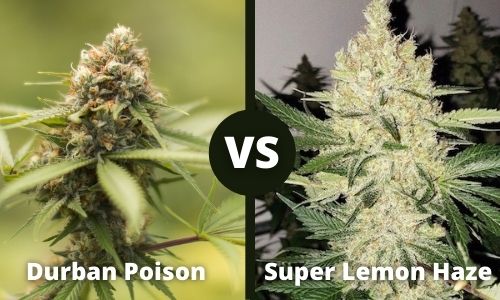 Durban Poison vs Super Lemon Haze