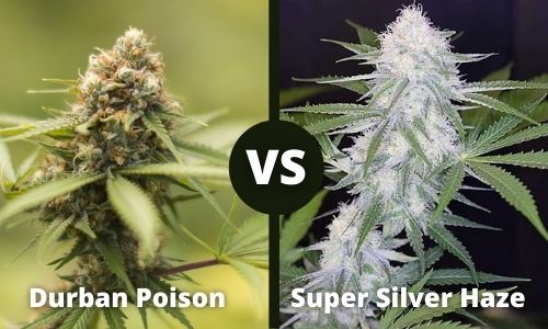 Durban Poison vs Super Silver Haze