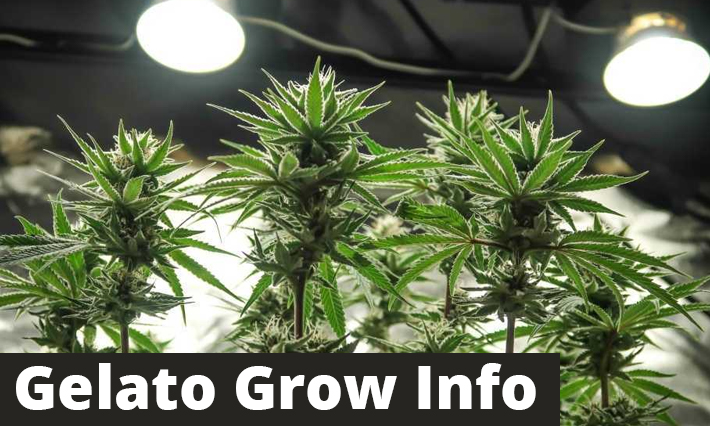 Gelato-Grow-Info