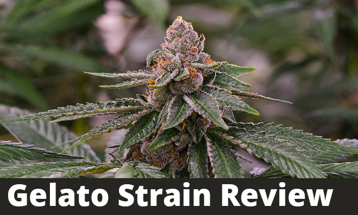 Gelato Strain Review