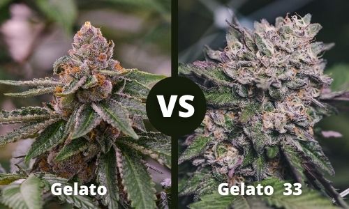 Gelato vs Gelato 33