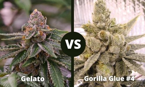 Gelato vs Gorilla Glue 4