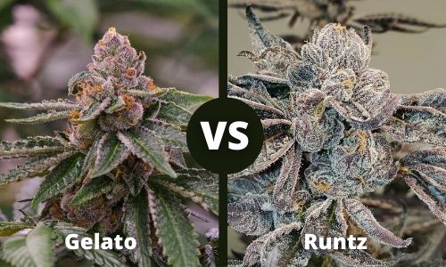 Gelato vs Runtz