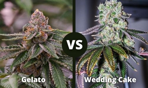 Gelato vs Wedding Cake