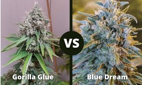 Gorilla Glue vs Blue Dream