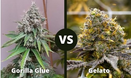 Gorilla Glue vs Gelato