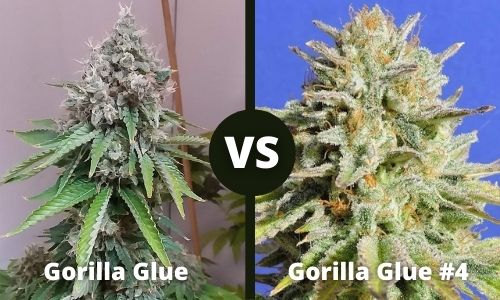 Gorilla Glue vs Gorilla Glue 4