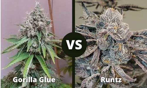 Gorilla Glue vs Runtz