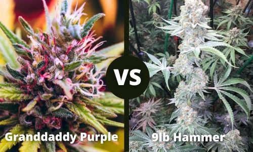 Granddady Purple vs 9LB Hammer