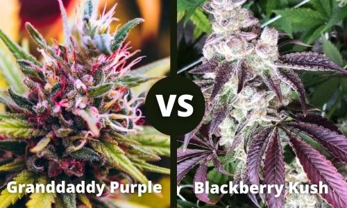 Granddady Purple vs Blackberry Kush