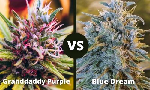 Granddady Purple vs Blue Dream