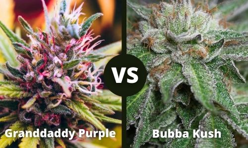 Granddady Purple vs Bubba Kush