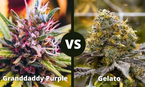 Granddady Purple vs Gelato