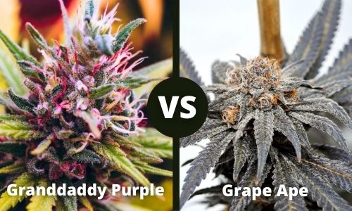 Granddady Purple vs Grape Ape