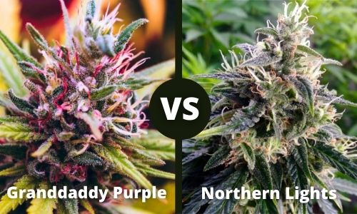 Granddady Purple vs Northern Lights