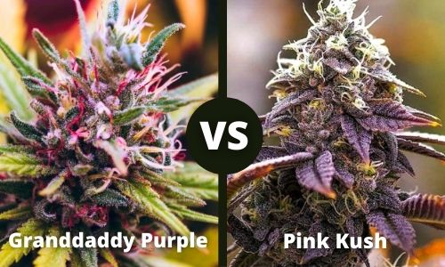 Granddady Purple vs Pink Kush