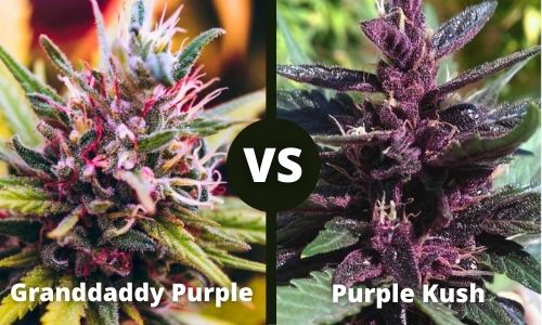 Granddady Purple vs Purple Kush