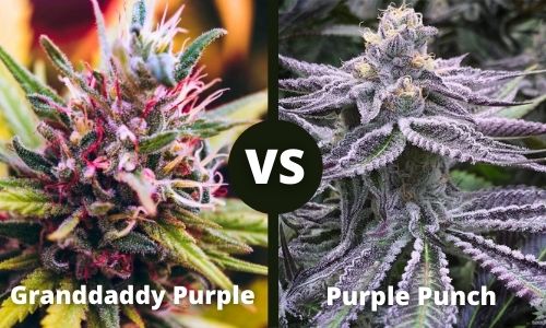 Granddady Purple vs Purple Punch
