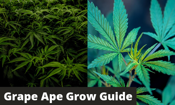 Grape Ape Grow Guide