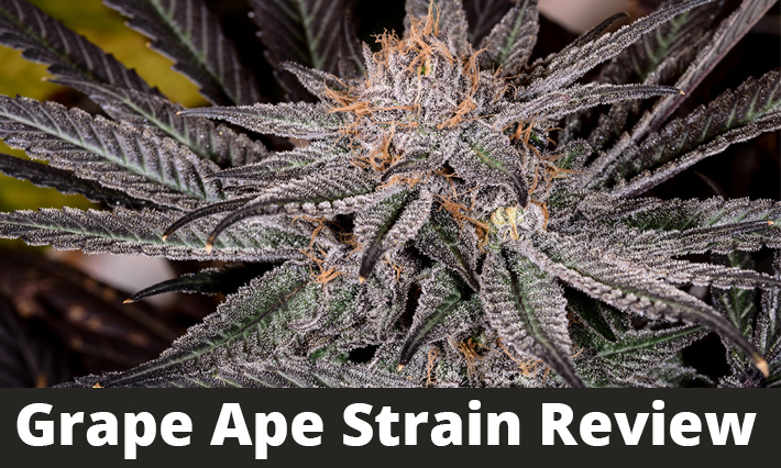 Grape Ape Strain Review