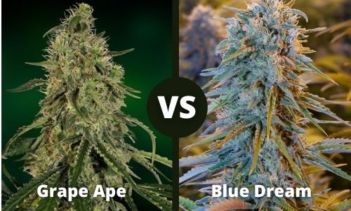 Grape Ape vs Blue Dream