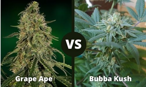 Grape Ape vs Bubba Kush