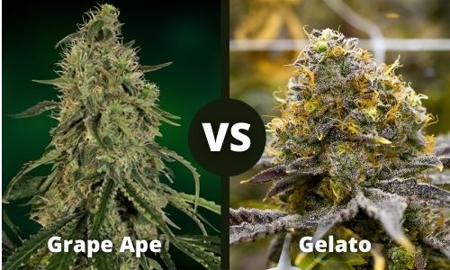 Grape Ape vs Gelato