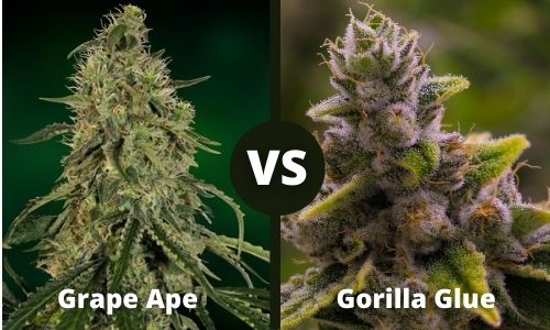 Grape Ape vs Gorilla Glue