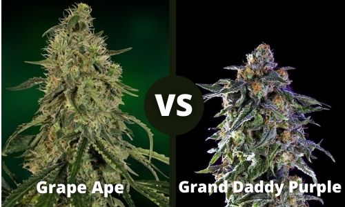 Grape Ape vs Grandaddy Purple