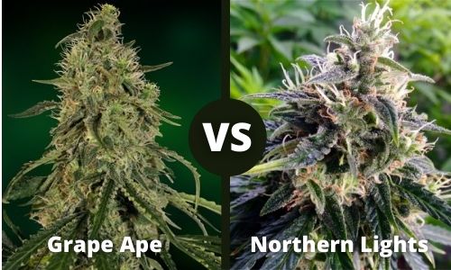 Grape Ape vs Northern Lights